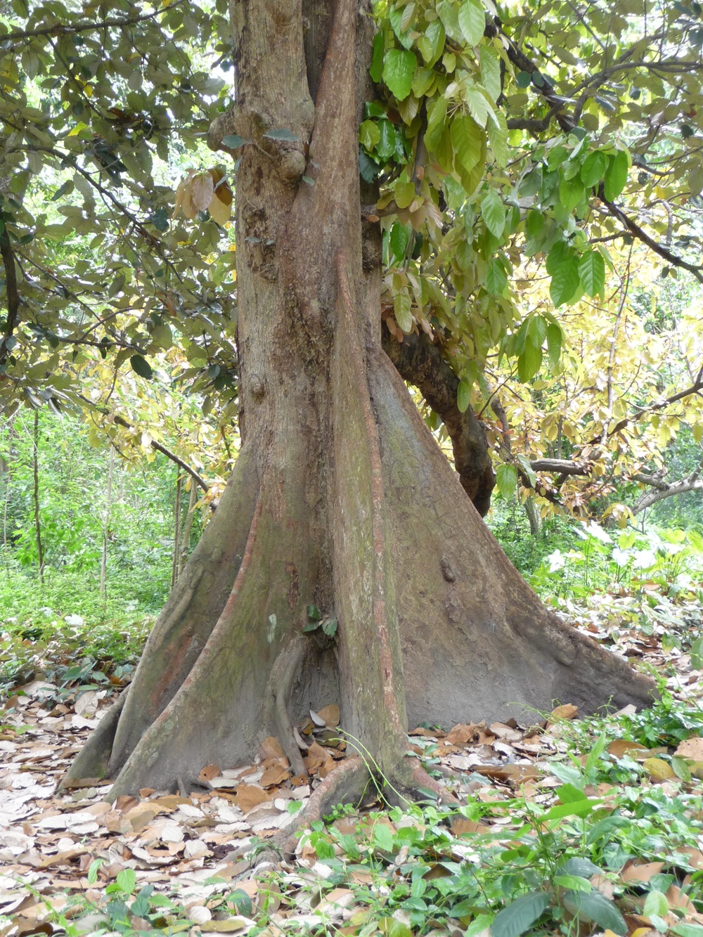 A picture containing tree, outdoor, plant, forestDescription automatically generated